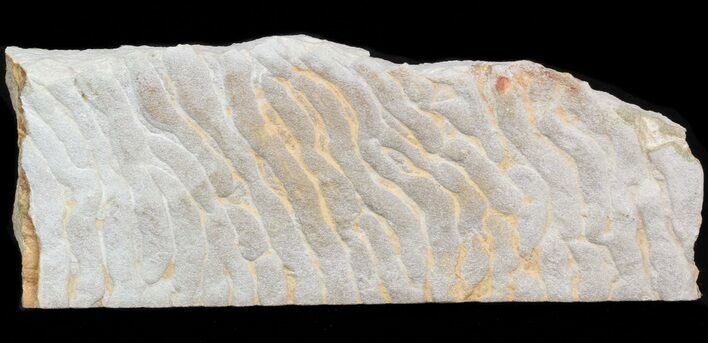 Pennsylvanian, Fossil Microbial Mat - Oklahoma #41121